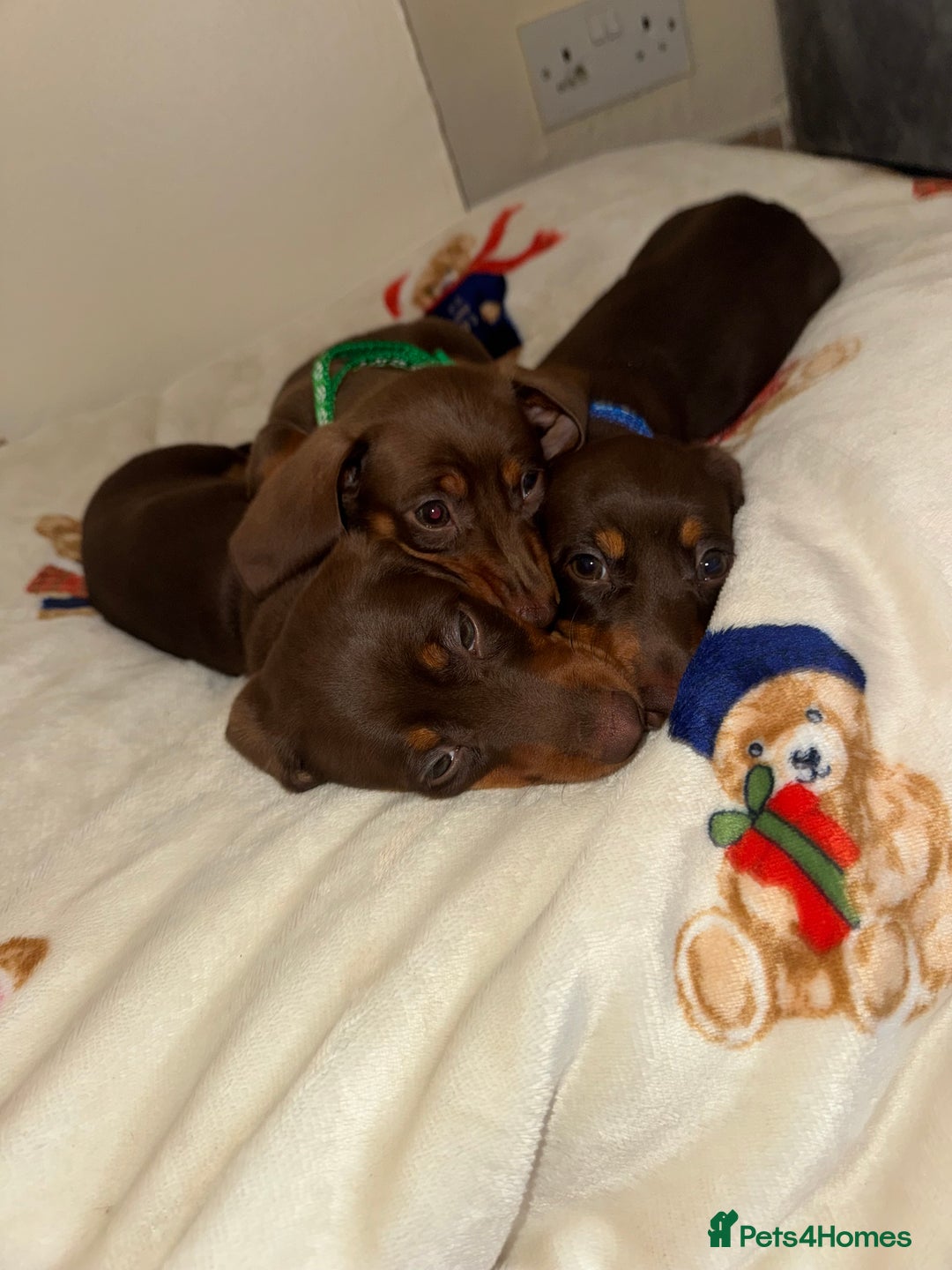 Miniature Dachshund dogs for sale: Miniature dachshund - Image 1