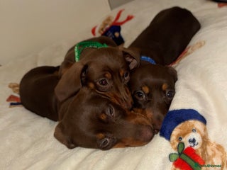 Miniature Dachshund dogs for sale - Advert 1