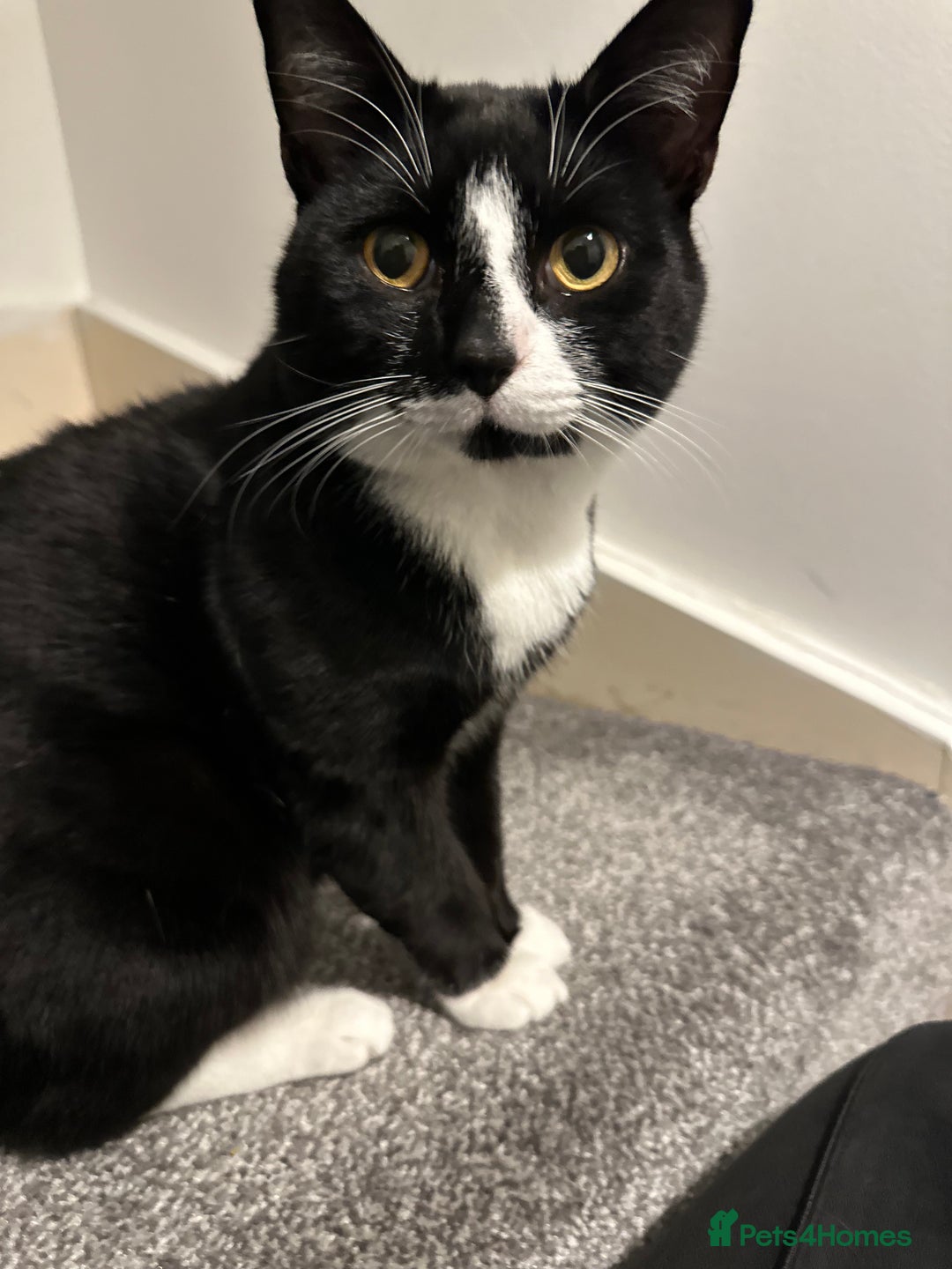 British Shorthair cats for sale: Bombay and tux pair, looking for forever home!  - Advert 5