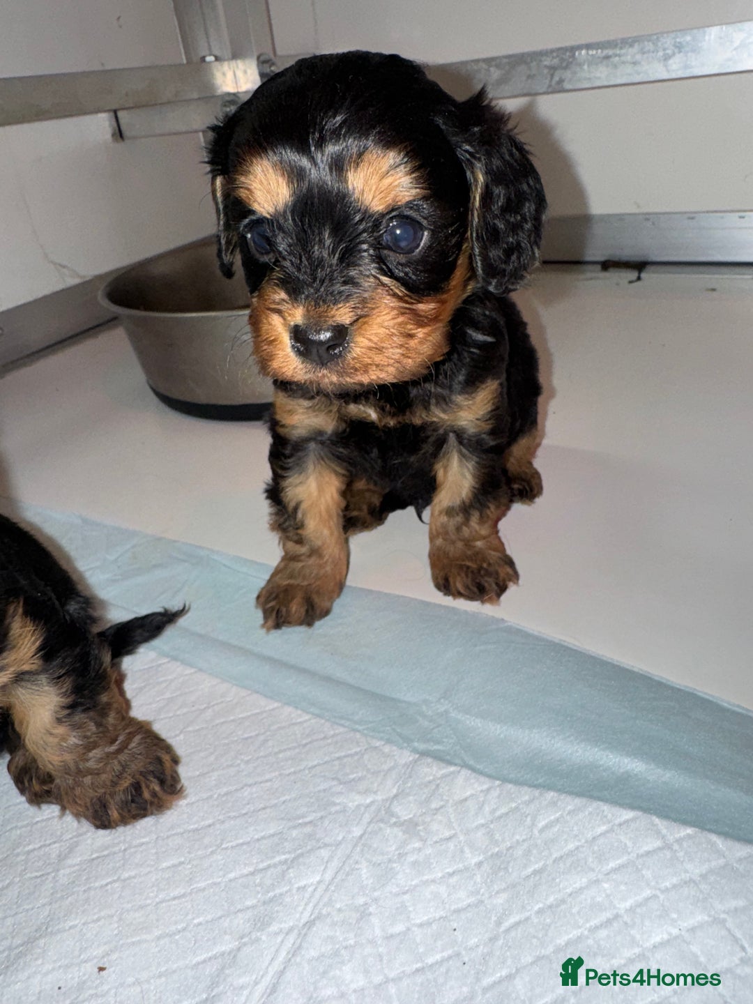 Cavapoo dogs for sale:   ✨ Adorable Miniature Cavapoo Puppies ✨ - Advert 27