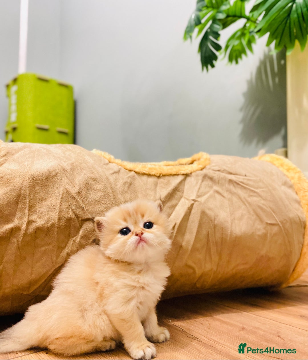 British Longhair cats for sale: 🐾🤩❤️Gold Angels - tiny stars 🐾❤️🐱 - Image 35