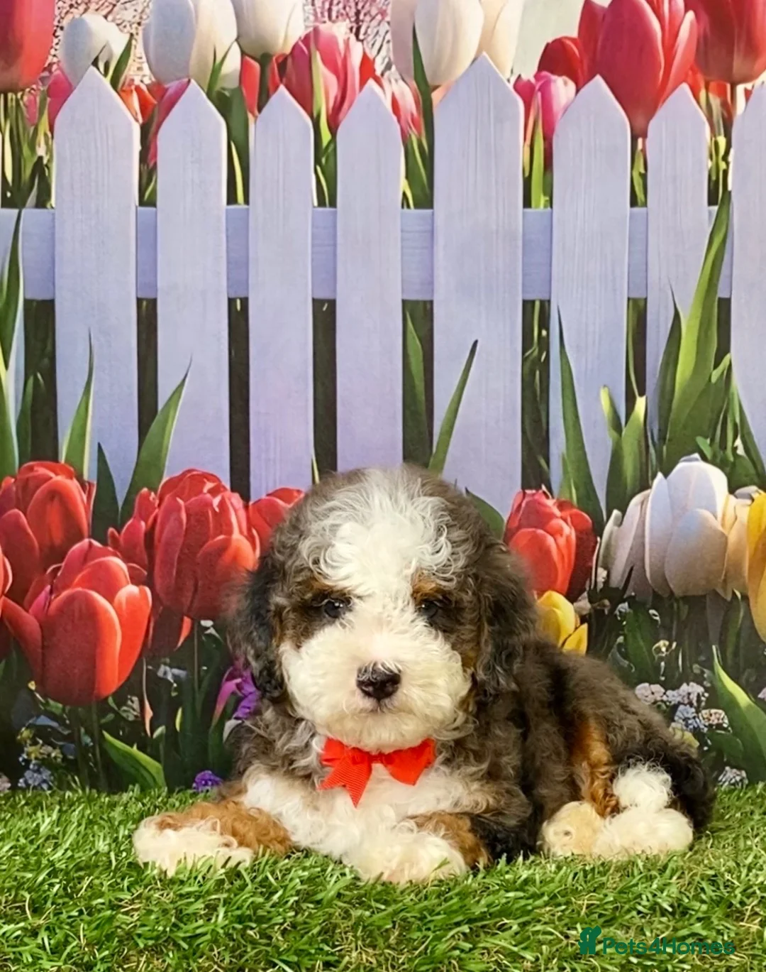 Bernedoodle dogs for sale: Mr. Hans the F1B Mini-Bernedoodle in Aberdeen - Advert 5