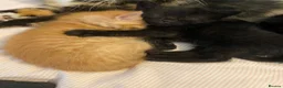 Mixed Breed cats for sale: 4 beautiful female kittens  - Advert 4