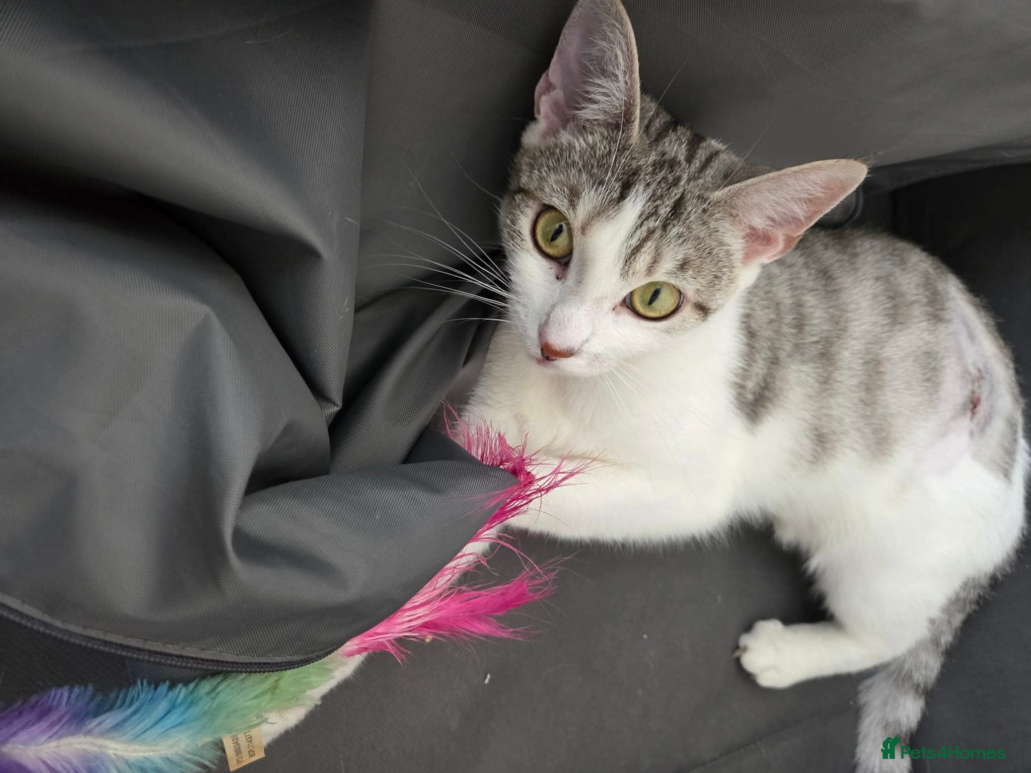 Mixed Breed cats Rescue kitten Princess in need of new home - Advert 2