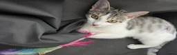 Mixed Breed cats for adoption: Rescue kitten Princess in need of new home - Advert 3