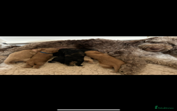 Mixed Breed dogs for sale: Beautiful miniature labradoodle puppies  - Image 1