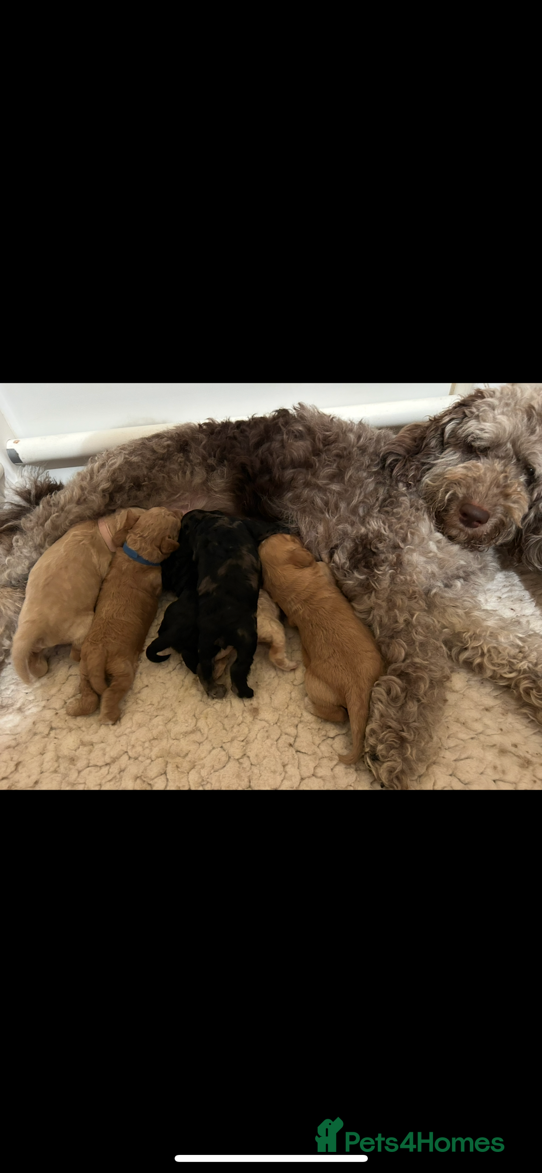 Mixed Breed dogs for sale: Beautiful miniature labradoodle puppies  - Image 1