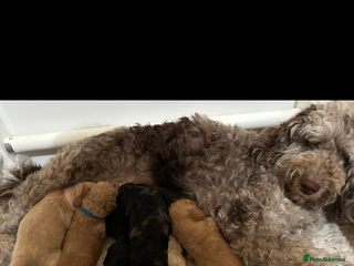 Mixed Breed dogs for sale - Advert 1