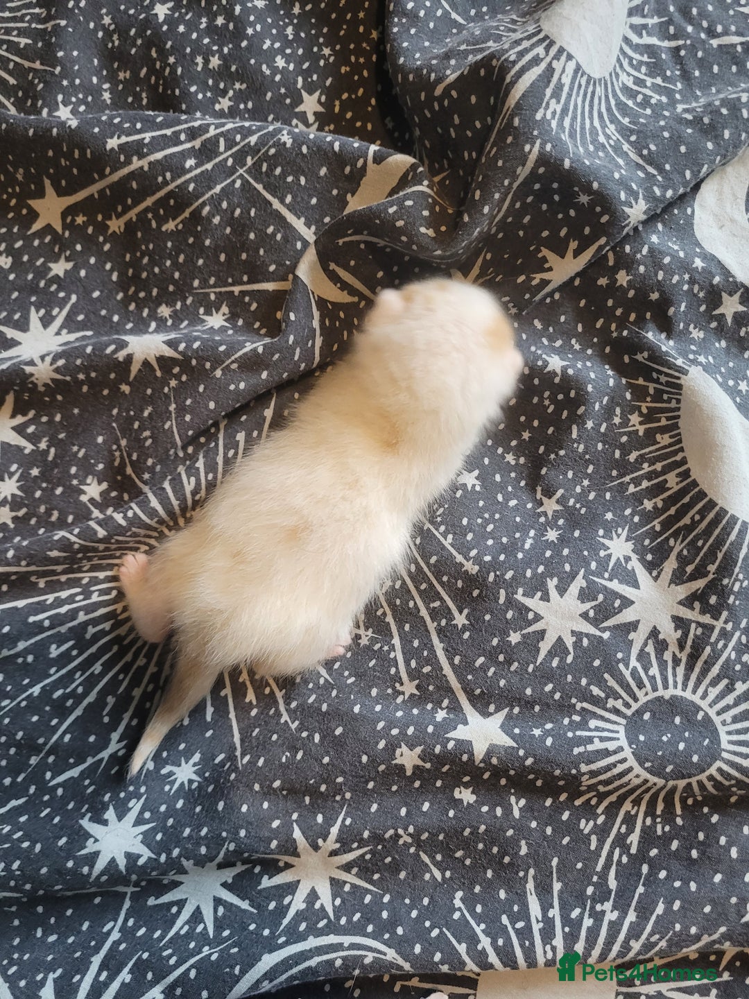 British Shorthair cats for sale: British shorthair kittens  - Image 1