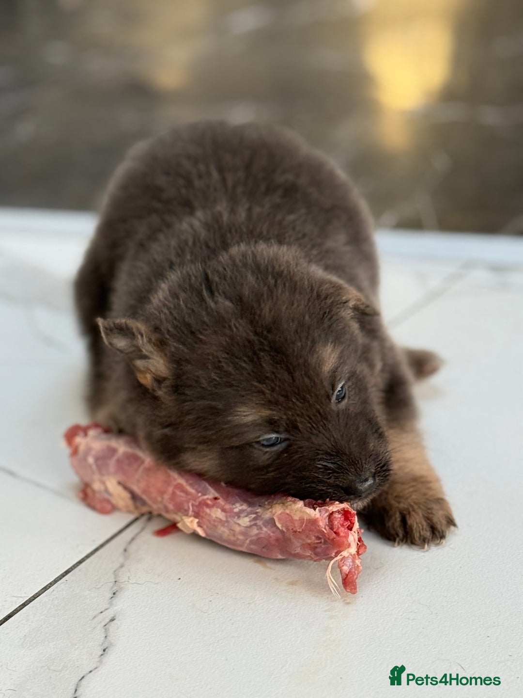 German Shepherd dogs for sale: 💙KC health tested parents 💙 - Advert 24