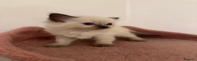 Ragdoll Kitten 3