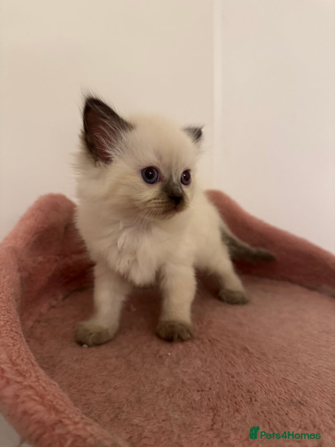 Ragdoll cats for sale: 5 beautiful kittens, 3/4 ragdoll 1/4 tabby - Advert 8