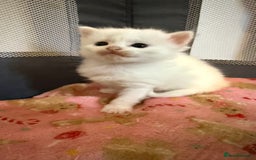 Ragdoll cats for sale: Rag doll and Maine coon cross - Image 8