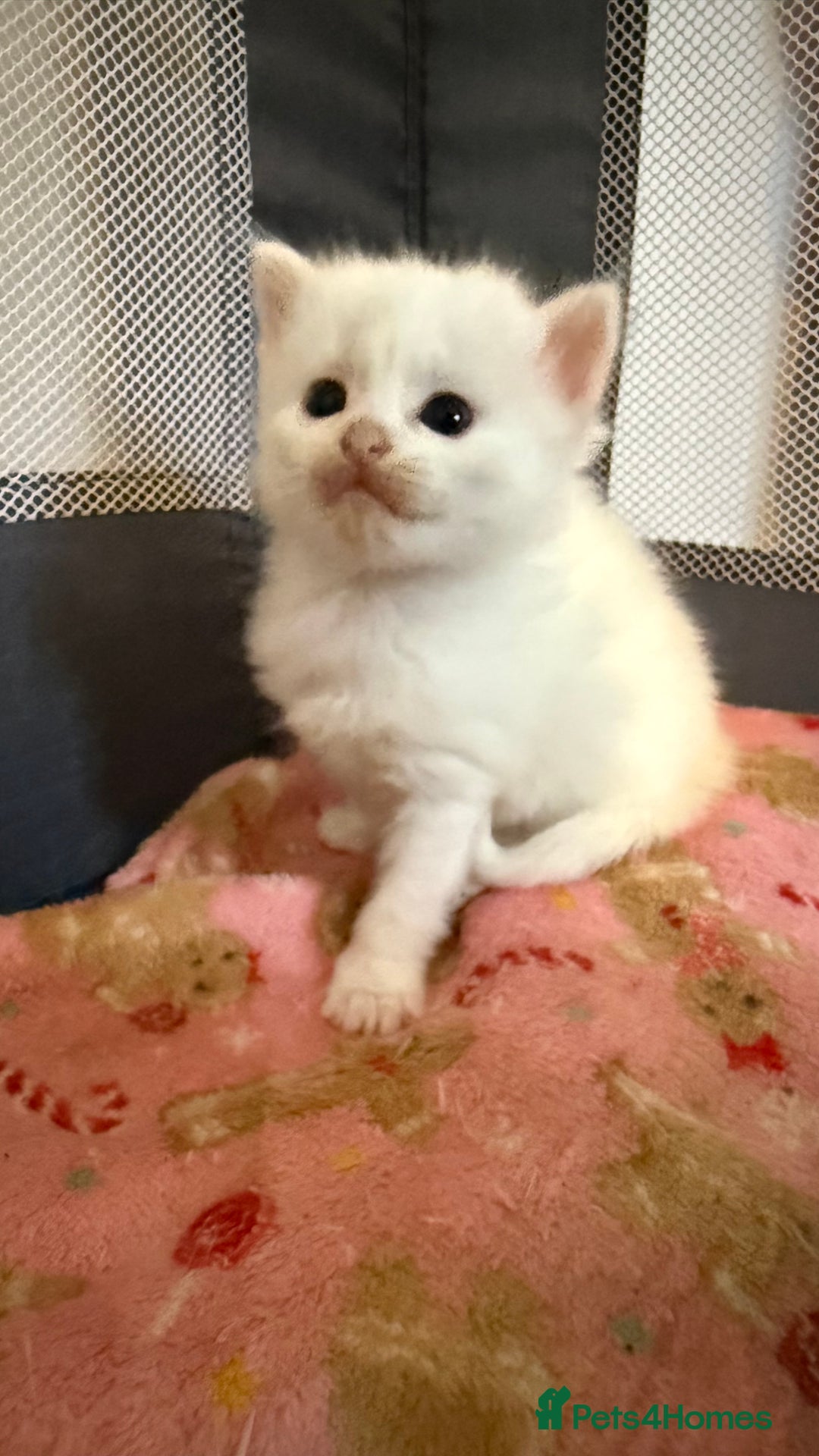 Ragdoll cats for sale: Rag doll and Maine coon cross - Image 8