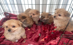 Pomapoo dogs for sale: Pomapoo puppies  - Advert 9