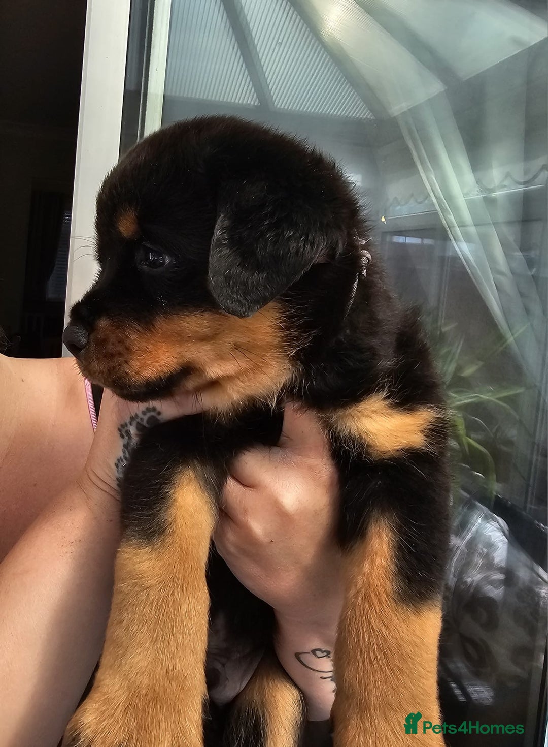 Rottweiler dogs for sale: Superb litter of dual purpose Rottweiler puppies. - Image 16