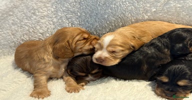 Cocker Spaniel dogs - Advert 14