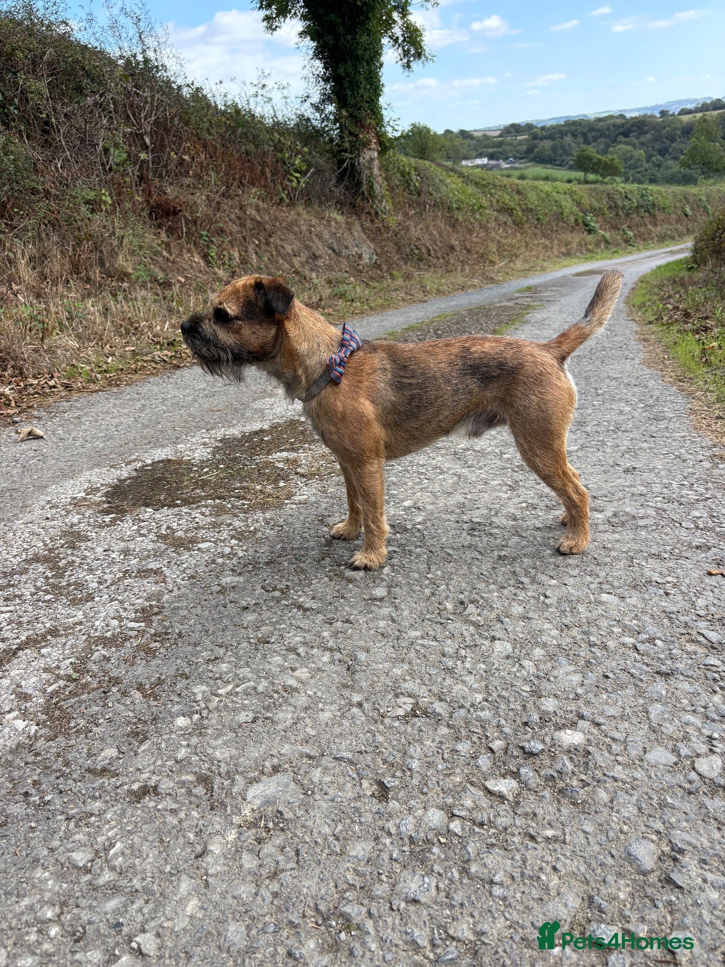 Border Terrier dogs Border Terrier for Stud - Advert 6