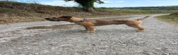 Border Terrier dogs for stud: Border Terrier for Stud - Advert 1