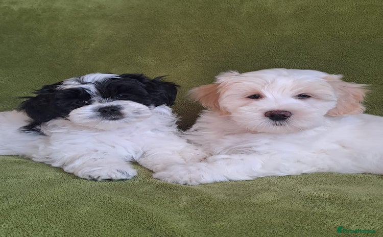 Lhasapoo dogs - Advert 1
