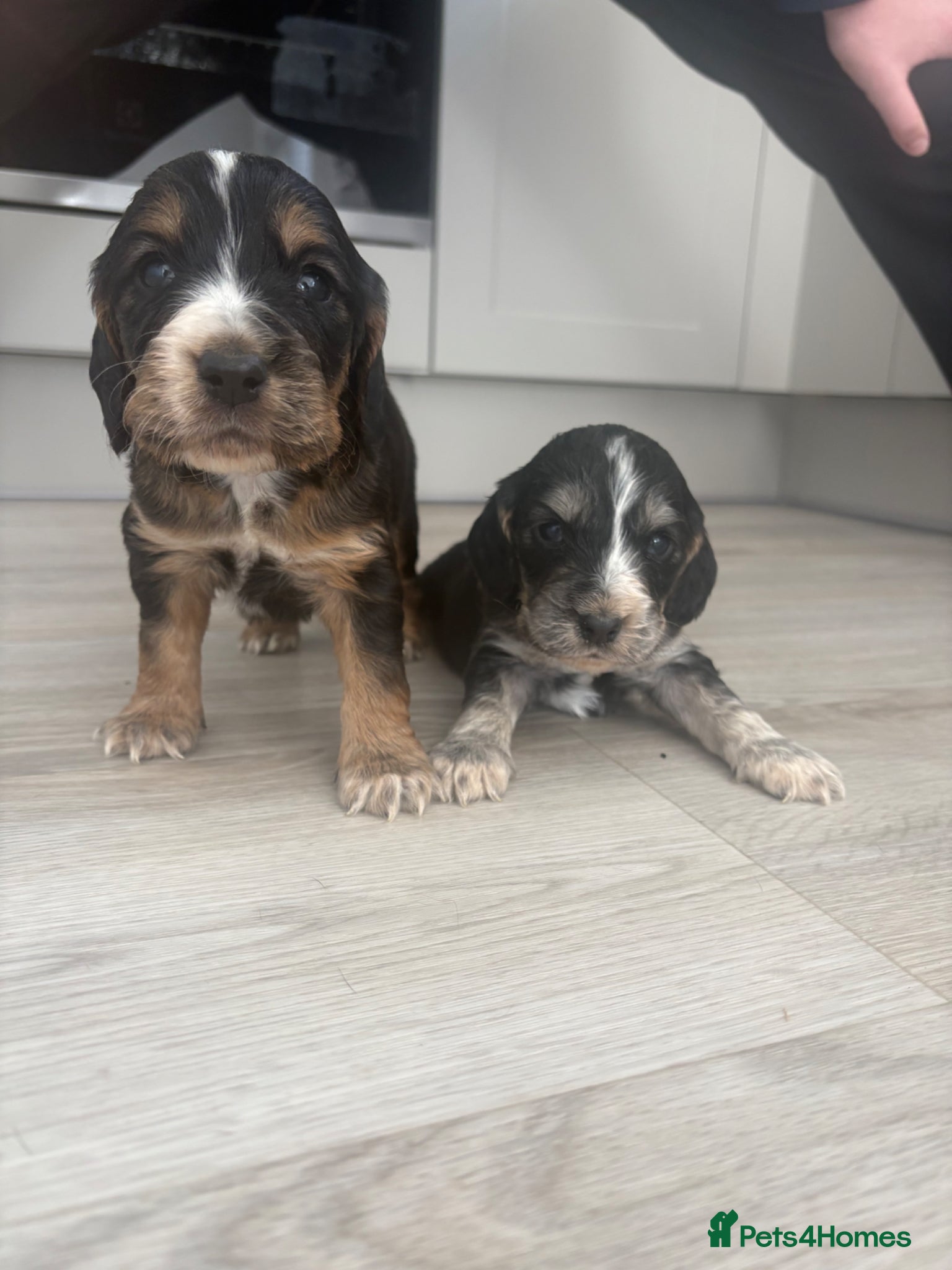 Cocker Spaniel dogs 7 Beautiful Cocker spaniel puppies  - Advert 17