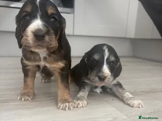 Cocker Spaniel dogs 7 Beautiful Cocker spaniel puppies - Advert 3