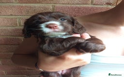 Cocker Spaniel dogs for sale: Gamekeeper bred Working Cocker Spaniels - Image 8