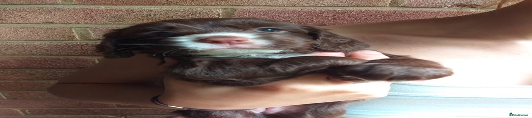Cocker Spaniel Puppy 4