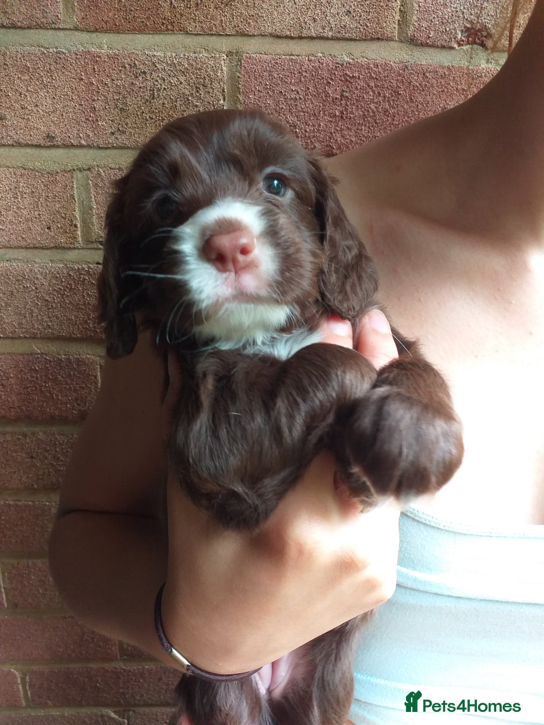 Cocker Spaniel dogs for sale: Gamekeeper bred Working Cocker Spaniels - Image 8