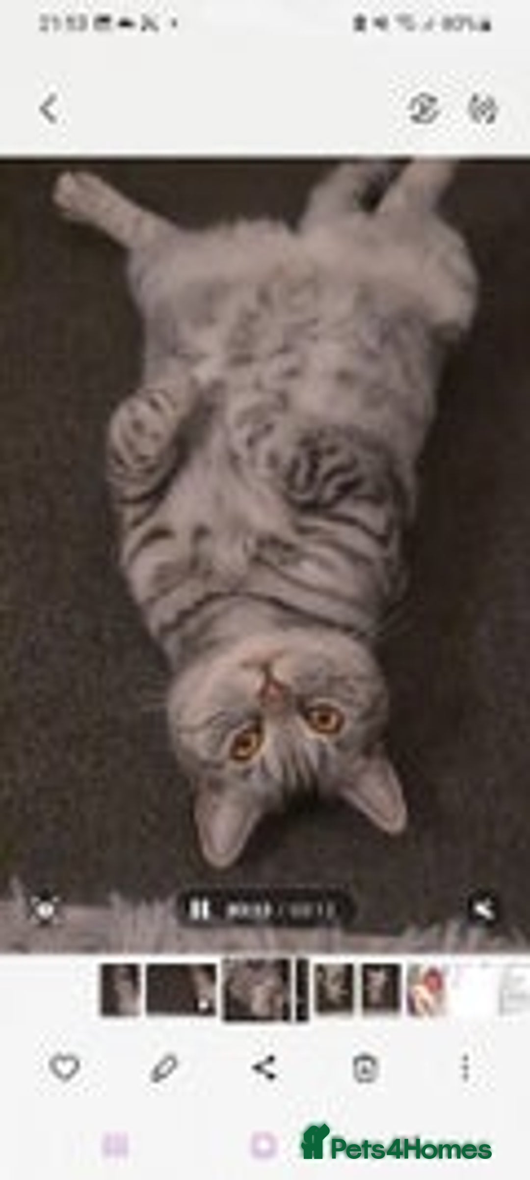 British Shorthair cats for sale: Beautiful British blue bella - Image 3