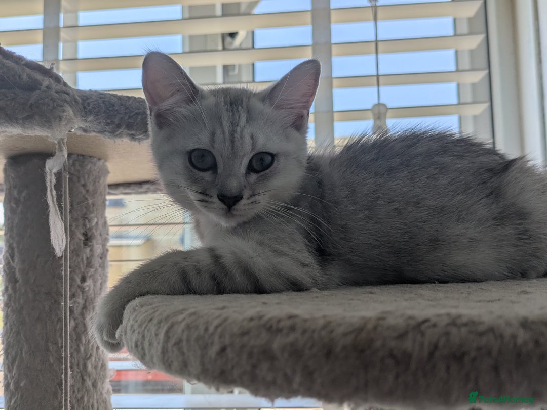 Mixed Breed cats for sale: Stunning British Shorthair cross Ragdoll Girl  - Image 3
