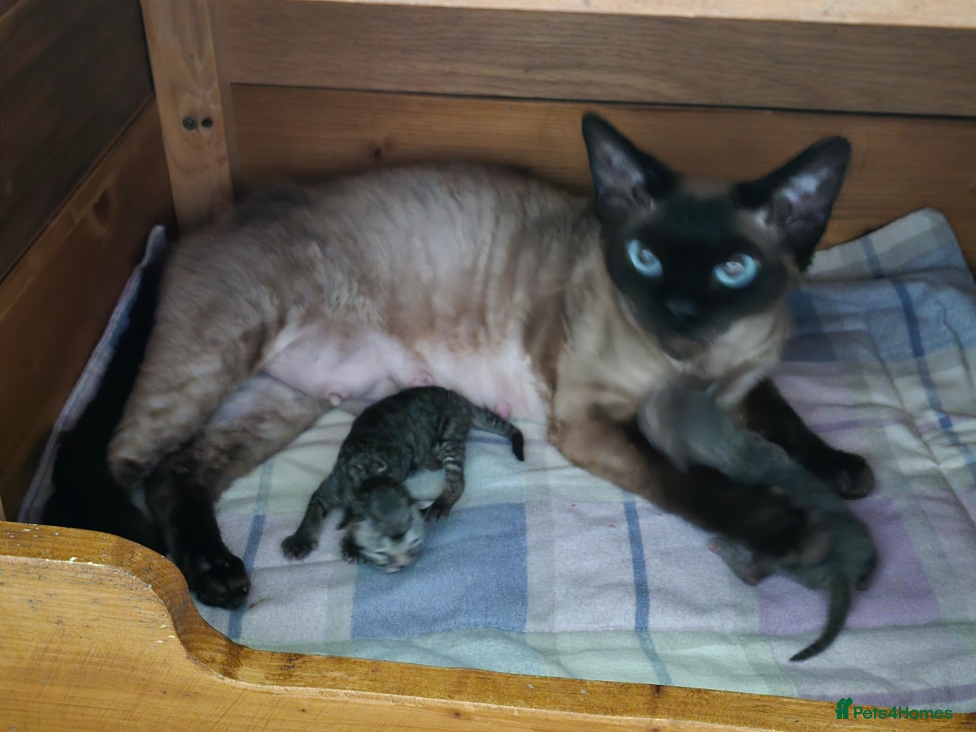 Devon Rex cats Morph and Nalia - Advert 4