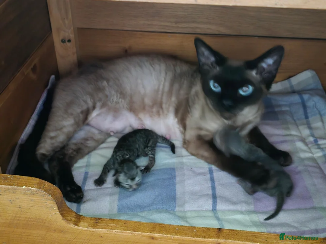 Devon Rex cats for sale: Morph and Nalia - Advert 1