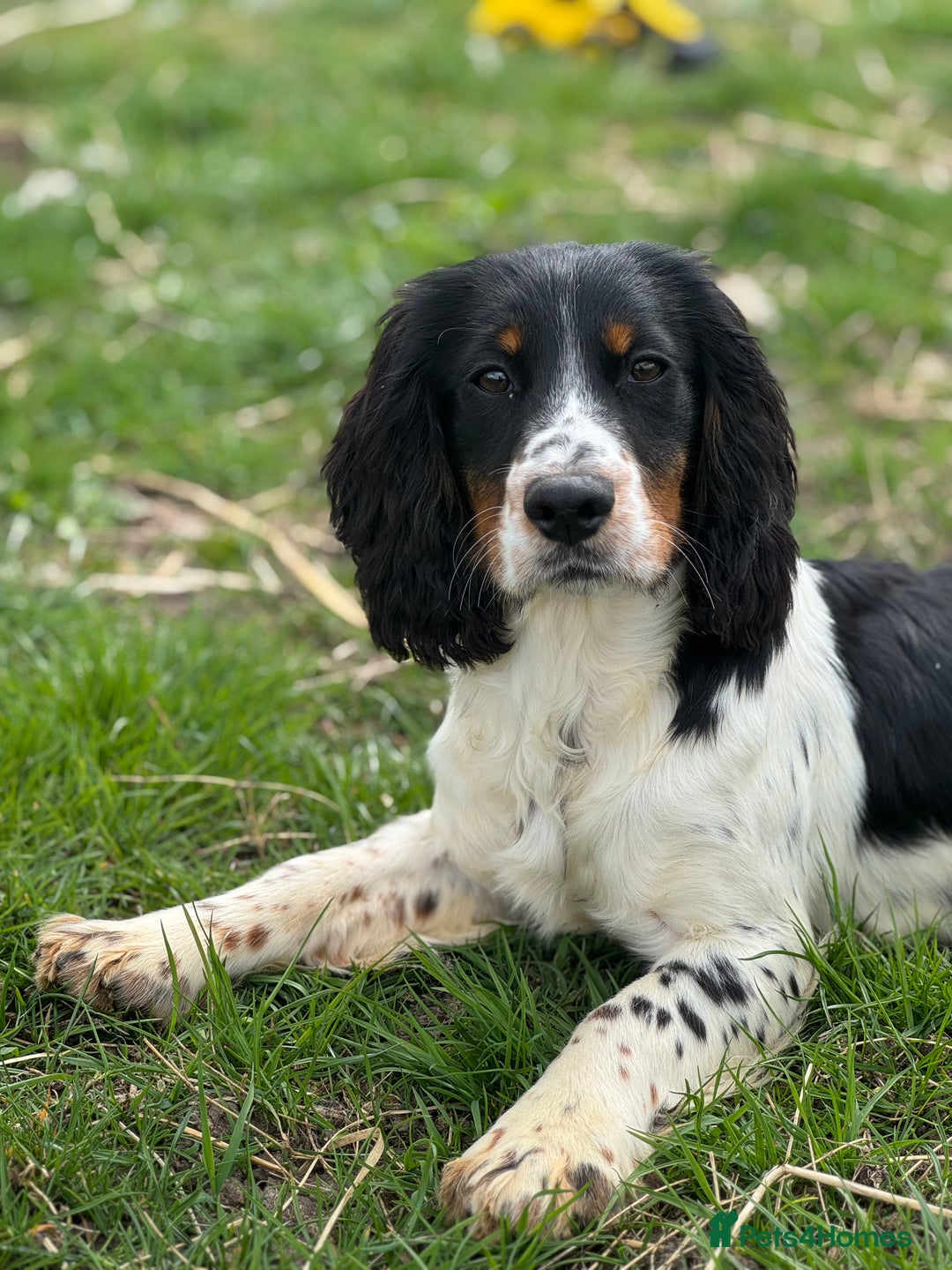 Cocker Spaniel dogs for stud: Kc Tri Colour Working Cocker At Stud.  - Image 3