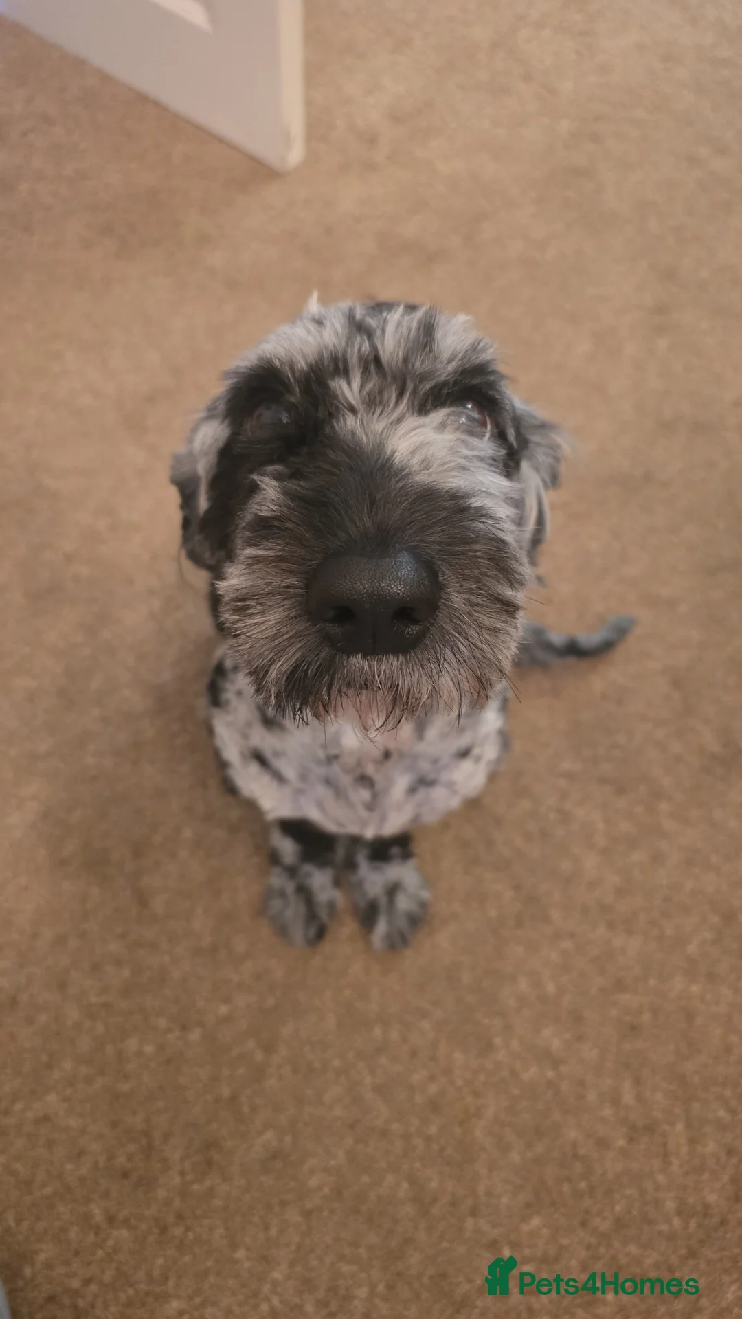 Cockapoo dogs for sale: Mearle Cockerpoo - Advert 1