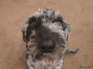 Cockapoo dogs Mearle Cockerpoo - Advert 2