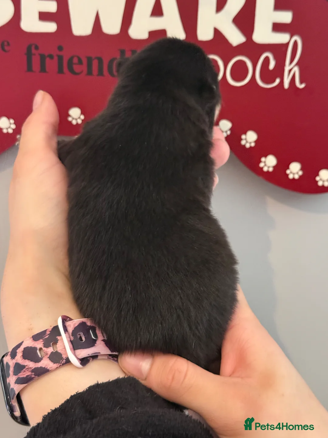 Pomsky dogs for sale: Stunning F1B Pomsky Girls - Advert 2