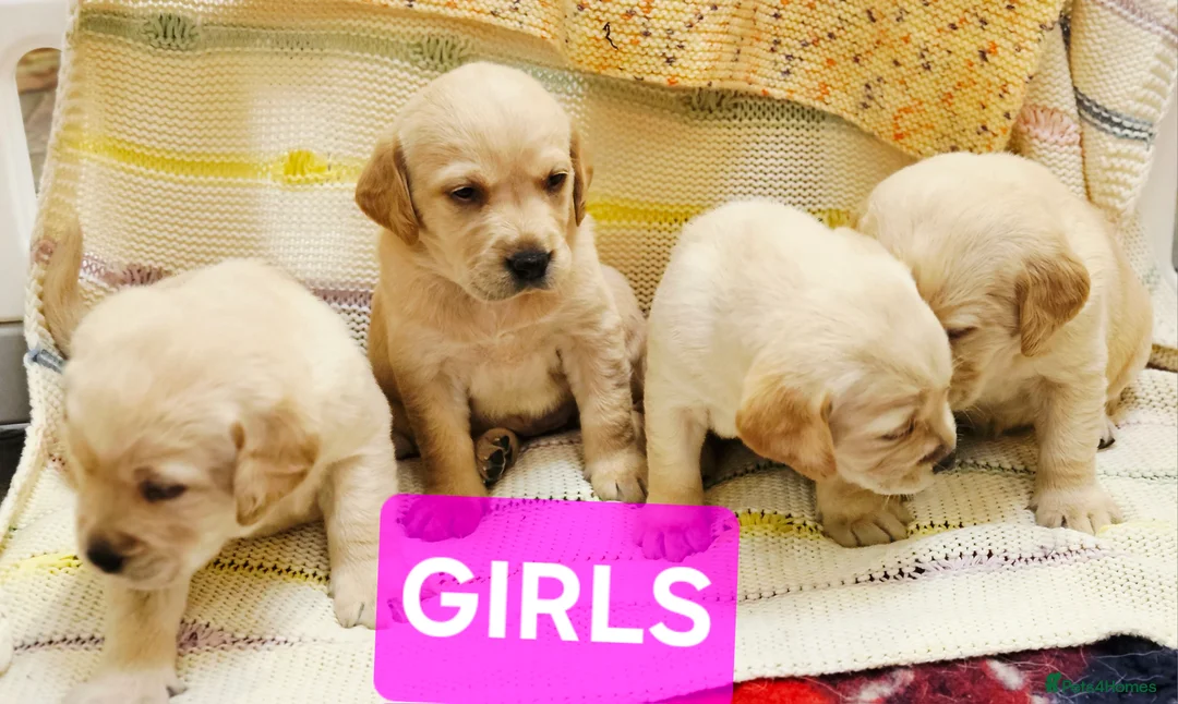 Labrador Retriever dogs for sale: Retriever/ Labrador  - Advert 2