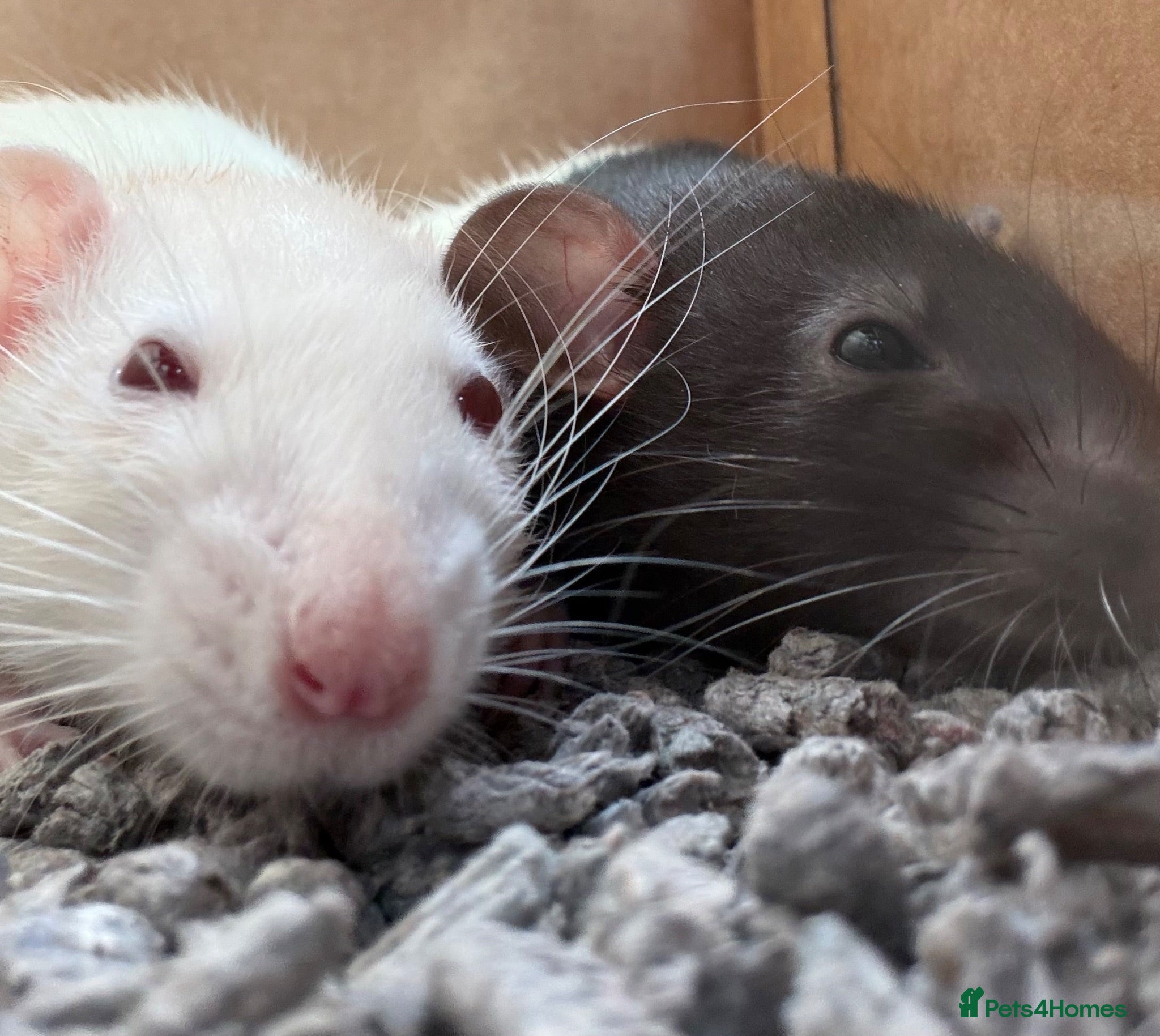Rat rodents Rats  - Advert 1