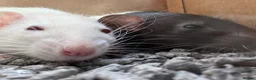 Rat rodents for sale: Rats  in Lincoln - Advert 1
