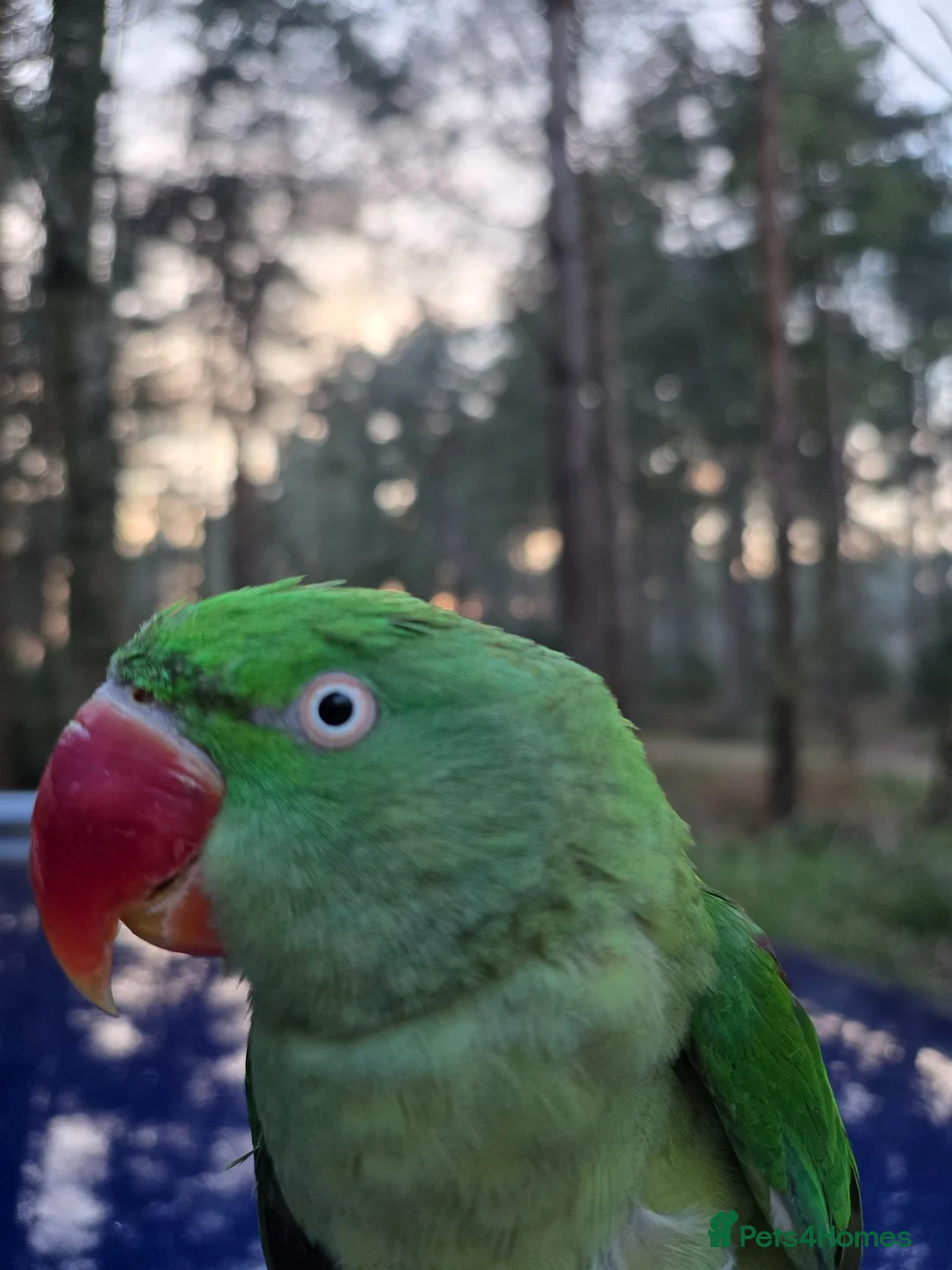 Parrots birds for sale: Alexandrin parrot for rehome. in Leeds - Advert 2