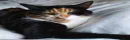 Mixed Breed cats for adoption: Sweet Meowy Girl - Advert 3