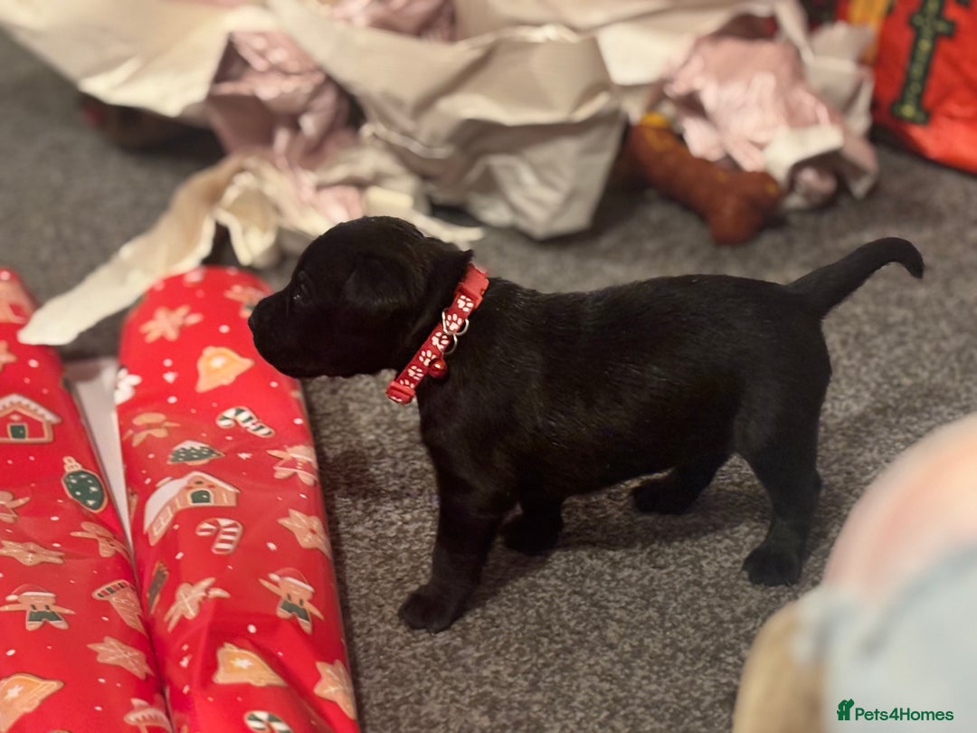 Mixed Breed dogs for sale: Beautiful Staffadors 4 weeks old  - Advert 10