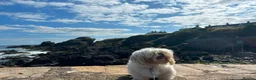 Shih Tzu dogs for stud: Shih Tzu Male Available for Stud - Advert 1