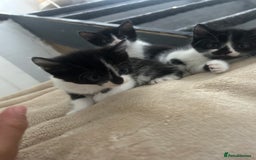 Mixed Breed cats for sale: Beautiful marking very fluffy  - Image 31