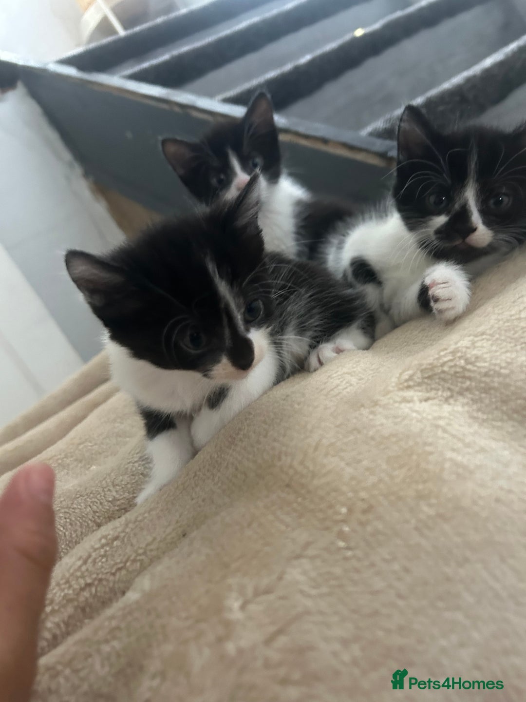 Mixed Breed cats for sale: Beautiful marking very fluffy  - Image 31