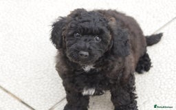 Poochon dogs for sale: F1 Poochon puppy for sale - Image 7