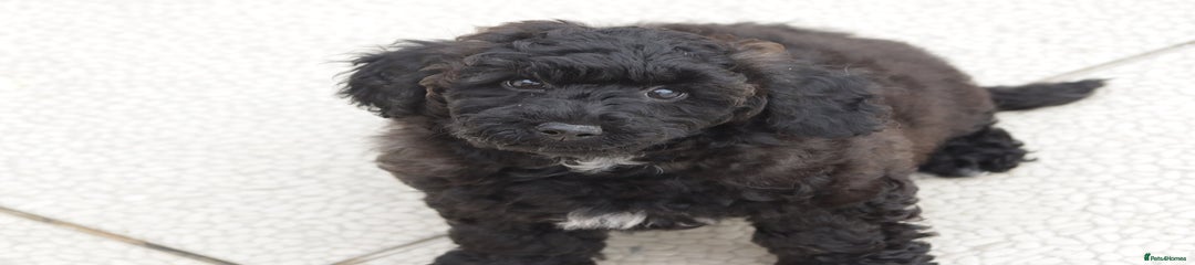 Poochon Puppy 1