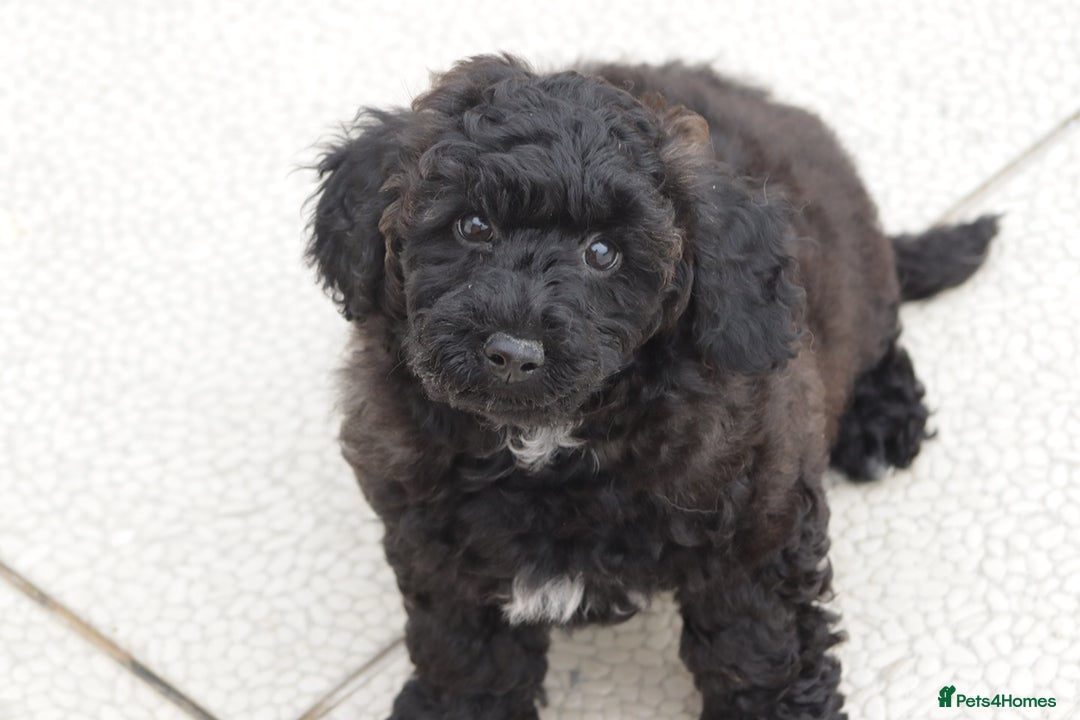 Poochon dogs for sale: F1 Poochon puppy for sale - Image 7