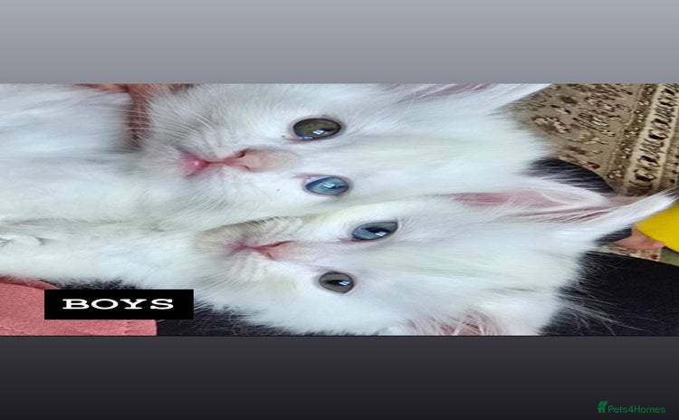 British Longhair cats - Advert 14